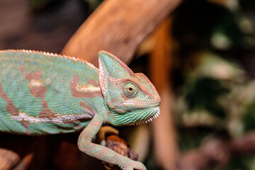 Yemeni chameleon in a terrarium. close-up. macro.