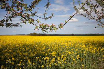 Apple Tree Twigs And Yellow Rapeseed Field - 581720176