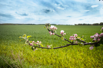 Blooming Twig Of Apple Tree In Spring - 581720373