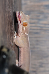 real gecko in terrarium. close-up. macro.