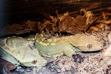 real gecko in terrarium. close-up. macro.