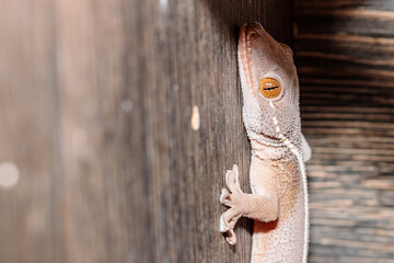 real gecko in terrarium. close-up. macro.