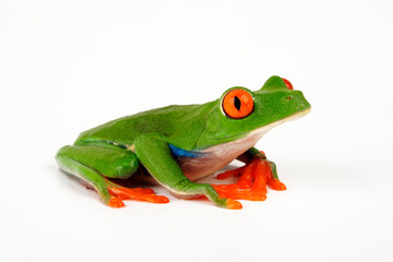 Rotaugenlaubfrosch // red-eyed tree frog (Agalychnis callidryas)