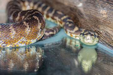 boa constrictor in the terrarium. close-up. macro.
