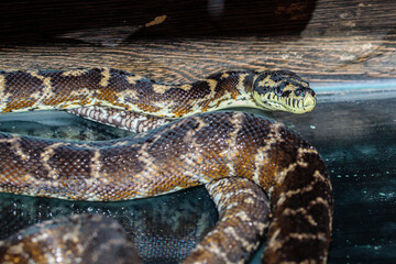 boa constrictor in the terrarium. close-up. macro.