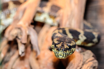boa constrictor in the terrarium. close-up. macro.