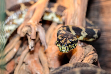 boa constrictor in the terrarium. close-up. macro.