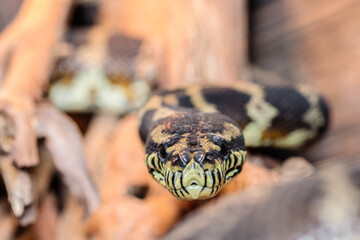 boa constrictor in the terrarium. close-up. macro.