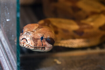 boa constrictor in the terrarium. close-up. macro.