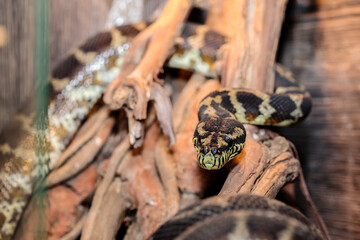 boa constrictor in the terrarium. close-up. macro.