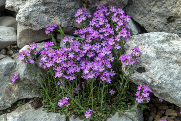 érine des Alpes , bouquet de fleurs en été dans le Vercors