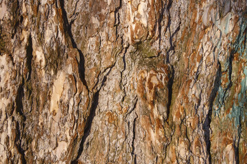Tree bark texture close up, sunny day in winter.