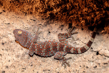 real gecko in terrarium. close-up. macro.