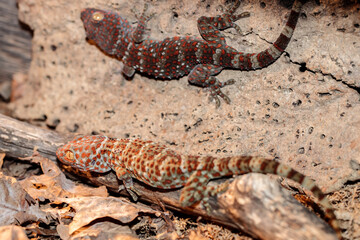 real gecko in terrarium. close-up. macro.