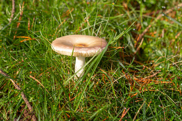 mushrooms in their habitat