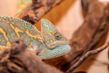 Yemeni chameleon in a terrarium. close-up. macro.