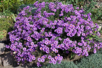 Shrub of purple Symphyotrichum novae-angliae in full bloom in October © Anna