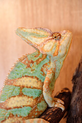 Yemeni chameleon in a terrarium. close-up. macro.