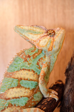 Yemeni chameleon in a terrarium. close-up. macro.