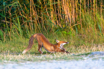Ein sich streckender Fuchs.