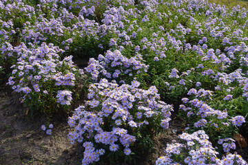 Plentitude of violet flowers of Michaelmas daisies in October