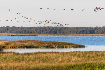 Landschaftsidyll mit Silberreihern  und Gänsen am Pramort.