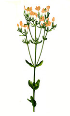 Heilpflanze, Echtes Tausendgüldenkraut, Centaurium erythraea, auch Kopfiges Tausendgüldenkraut