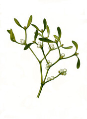 Heilpflanze, Weißbeerige Mistel, Viscum album, Mistel