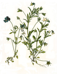 Heilpflanze, Wildes Stiefmütterchen, Viola tricolor, auch Ackerveilchen, Muttergottesschuh, Mädchenaugen, Schöngesicht oder Liebesgesichtli sowie Christusauge © Bildagentur-o