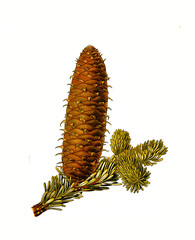 Heilpflanze, Weiß-Tanne, Abies alba, Weißtanne, ist eine europäische Nadelbaumart aus der Gattung Tannen