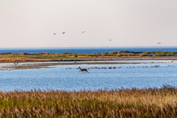 Landschaftsidyll mit Rotwild und Gänsen am Pramort.