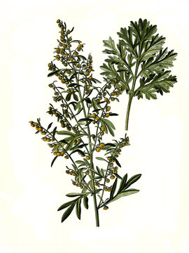 Heilpflanze, Gemeiner Wermut, Echt-Wermut oder Wermutkraut, Artemisia absinthium, auch Bitterer Beifu&szlig; oder Alsem, eine Pflanzenart in der Gattung Artemisia aus der Familie der Korbbl&uuml;tler
