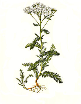 Heilpflanze, Gemeine Schafgarbe oder Gew&ouml;hnliche Schafgarbe, Achillea millefolium, Schafgarbe, eine Pflanzenart aus der Familie der Korbbl&uuml;tler