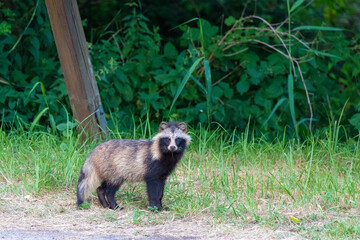 Marderhund auf dem Zingst.