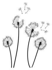 Dandelion wind blow background. Black silhouette with flying dandelion buds on white. Abstract flying seeds. Decorative graphics for printing. Floral scene design