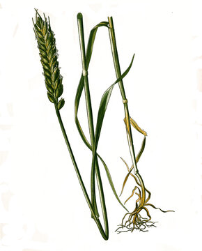 Heilpflanze, Weichweizen, Triticum aestivum, Triticum vulgare Vill., auch Brotweizen oder Saat-Weizen, eine Pflanzenart innerhalb der Familie der S&uuml;&szlig;gr&auml;ser