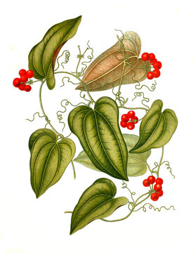 Heilpflanze, Smilax aristolochiifolia, Pflanzenart aus der Gattung der Stechwinden, Smilax, Sarsaparilla