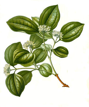 Heilpflanze, Gew&ouml;hnliche Brechnuss, Strychnos nux-vomica, Strychnos colubrina, Strychnos lucida, Strychnos spireana, auch Brechnuss oder Kr&auml;henaugenbaum, Strychninbaum oder Brechnussbaum