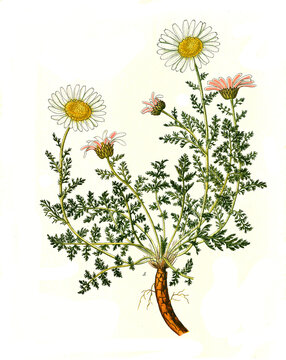 Heilpflanze, Mehrjährige Bertram, Anacyclus pyrethrum