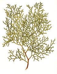 Heilpflanze, Sandarakbaum, Tetraclinis articulata, auch Gliederzypresse oder Berberthuja genannt, Pflanzenart der Gattung Tetraclinis