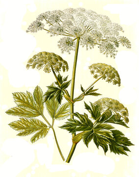 Heilpflanze, Imperatoria ostruthium, Meisterwurz, auch Kaiserwurz oder Ostruz genannt, eine Pflanzenart aus der Gattung Haarstrang