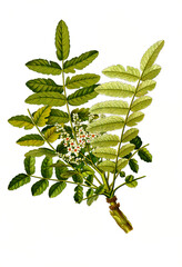 Heilpflanze, Boswellia sacra ist eine Pflanzenart, die zur Familie der Balsambaumgewächse, Burseraceae  gehört, Somalischer Weihrauch, Arabischer Weihrauch - obrazy, fototapety, plakaty