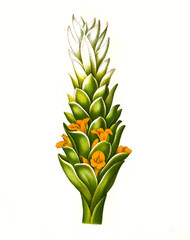 Heilpflanze, Kurkuma oder Kurkume, Curcuma longa, auch Gelber Ingwer, Safranwurzel, Gelbwurzel, Gilbwurzel  oder Curcuma genannt, Pflanzenart innerhalb der Familie der Ingwergewächse