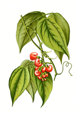 Heilpflanze, Kalabarbohne, auch Gottesurteilbohne, Physostigma venenosum, Pflanzenart in der Unterfamilie der Schmetterlingsbl&uuml;tler