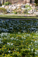 Copenhagen, Denmark  Blossoming crocus flowers in a park at springtime.