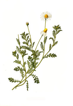 Heilpflanze, Anthemis arvensis, Acker-Hundskamille