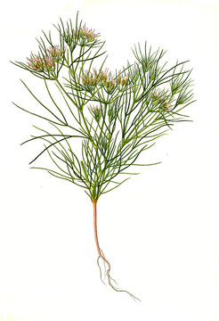 Heilpflanze, Kreuzk&uuml;mmel, Cuminum cyminum, auch Kumin oder Cumin