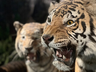 Fototapeta premium close up portrait of a tiger