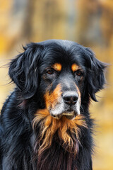 Fototapeta premium black and gold Hovie dog hovawart fine portrait with ochre background