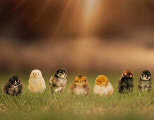Easter Chicks 